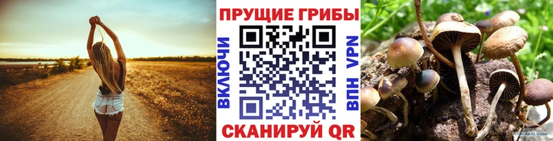 Псилоцибиновые грибы GOLDEN TEACHER Сясьстрой